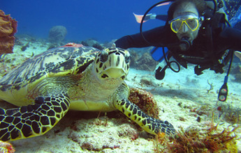 Diving in Punta Cana