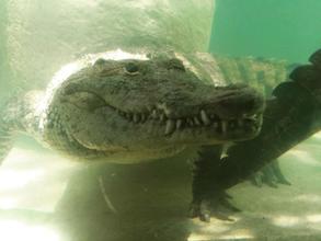 Самана + крокодилы (3дня) INDIVIDUAL