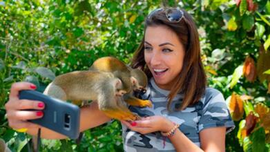Monkey Land