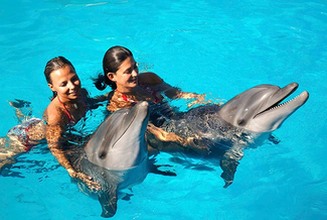 Swimming with dolphins