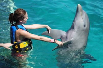 Swimming with dolphins