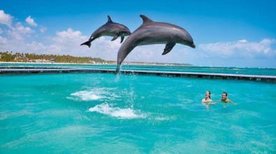 Swimming with dolphins