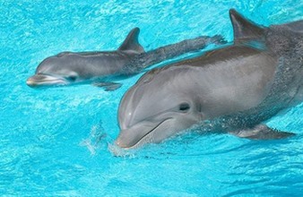 Swimming with dolphins